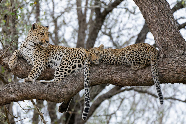 Leopard mother with cub in the tree  in Sabi Sands Game Reserve