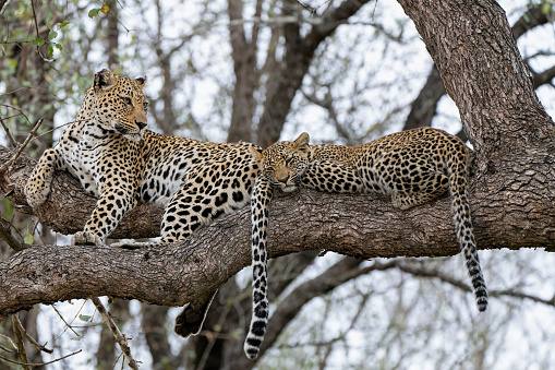 Leopard mother with cub in the tree hiding for a hyena in Sabi Sands Game Reserve in the greater Kruger region in South Africa