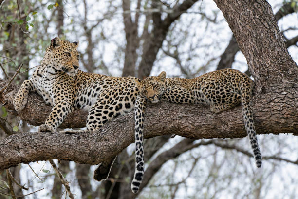 Leopard mother with cub in the tree  in Sabi Sands Game Reserve stock photo