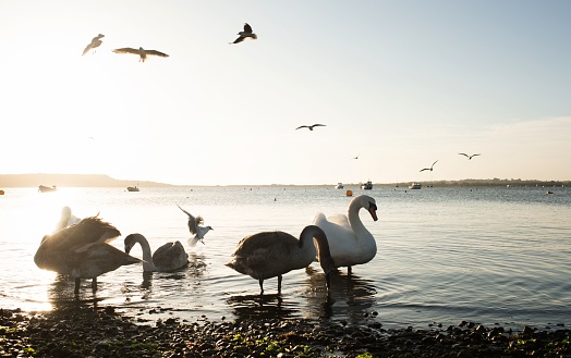 beautiful English swans and signets in the sea at sunset in Christchurch, England, United Kingdom