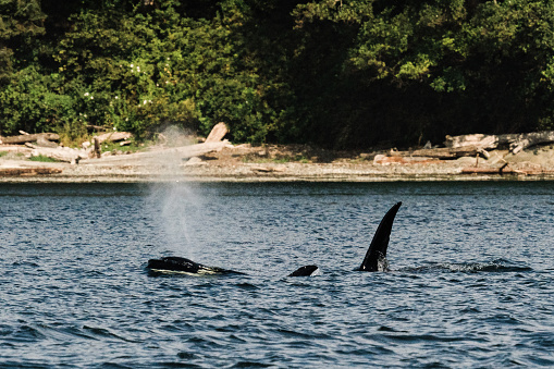 Bigg's Killer Whales T037A2 and T037A3 surfacing together in Anacortes, Washington, United States