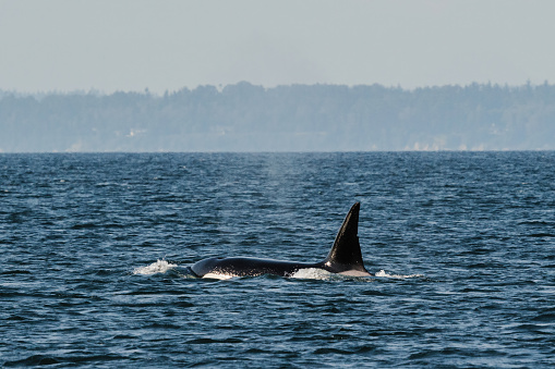 Side view of transient killer whale T037A2, Inky, in the Salish Sea in Anacortes, Washington, United States