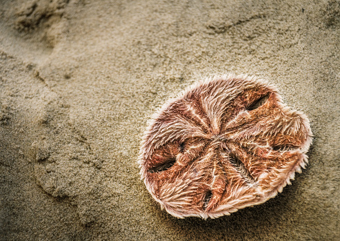 A sand dollar in wet sand at the beach