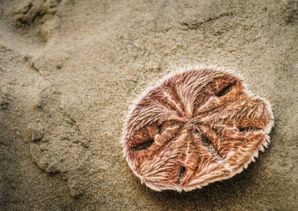 Sand dollar in sand A sand dollar in wet sand at the beach sand dollar stock pictures, royalty-free photos & images