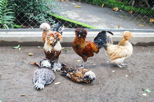 A group of Polish or Polish breeds of European crested chickens. Polish or Polish male and female cocks