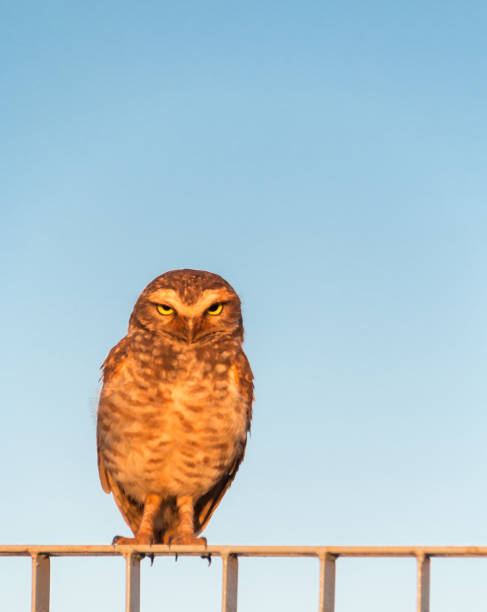 istock Owl on a fence 1449464207