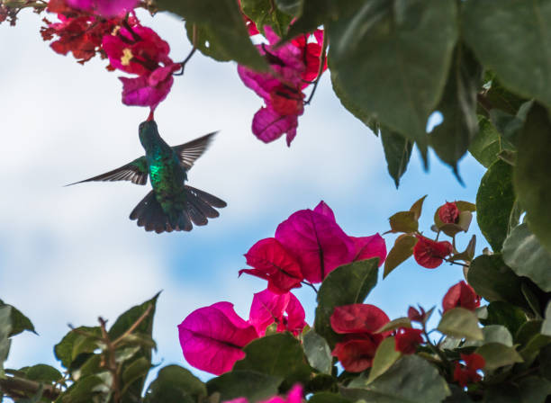 istock Hummingbird  at a bougainvillea 1449464370
