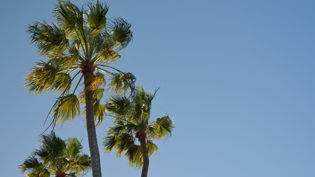 Palm Trees in Encinitas, CA