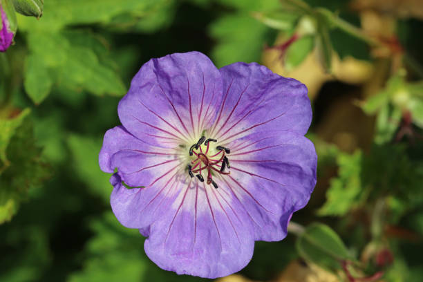 istock Purple cranesbill flower in close up 1449469494
