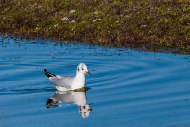 apatura bianco-backed, ad ala di gabbiano - common black headed gull foto e immagini stock