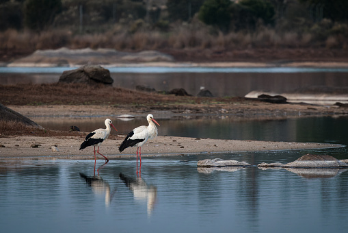 Two storks on the shore of a swamp.