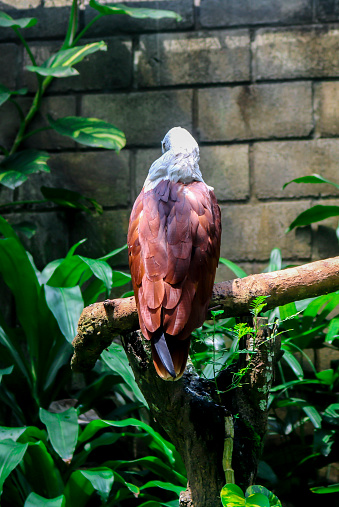 The back of an eagle perched on a tree