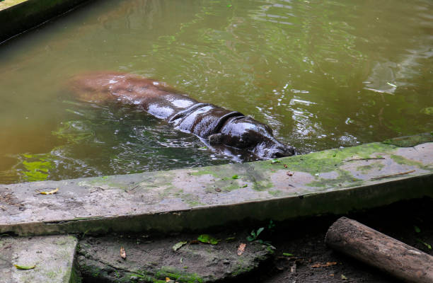 baby hippo is diving in the pool