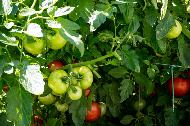 成長するトマト - beefsteak tomato ストックフォトと画像