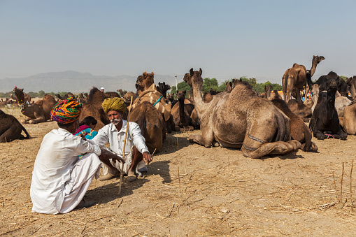 Pushkar, India - November 21, 2012: Indian men and camels at Pushkar camel fair (Pushkar Mela) - annual five-day camel and livestock fair, one of the world's largest camel fairs and tourist attraction