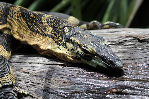 Close up portrait of a lace monitor lizard reptile sitting on a tree log