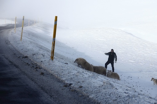 Akureyri, Iceland – October 17, 2017: A Man with sheep trying to cross the mountain road after snow in Akureyri, Iceland
