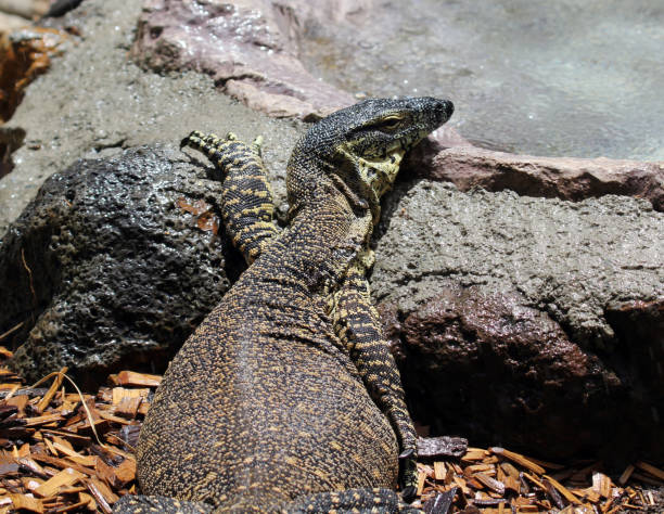 istock Lace monitor reptile lizard lying on a rock 1449476680