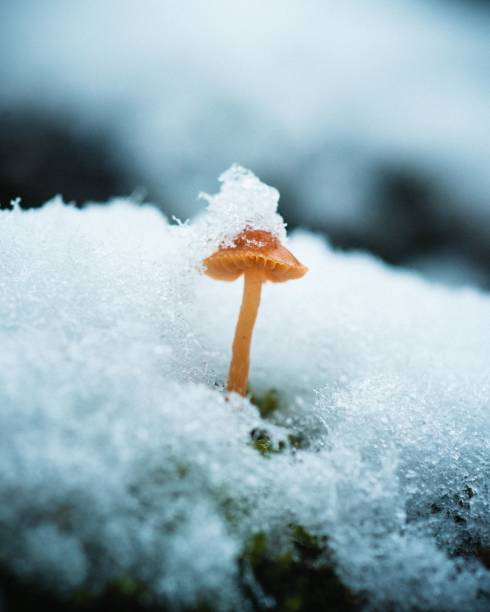 A mushroom in the snow against blur background