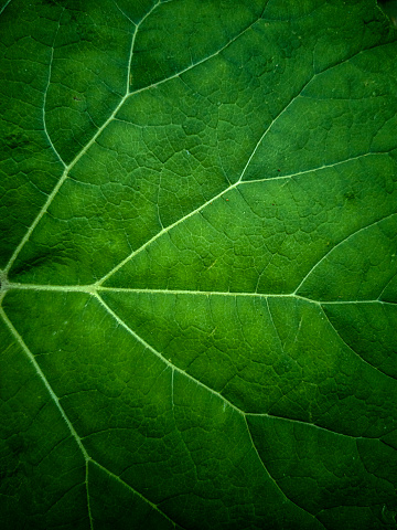 Green leaf textured background.