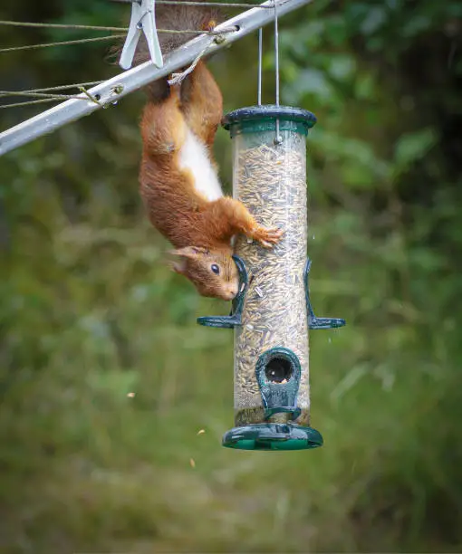 Close-up of squirrel eating from a birdfeeder