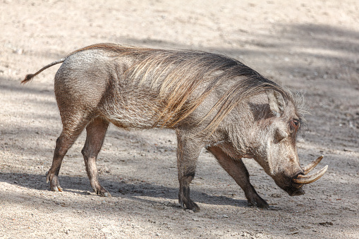 Wild Boar, Wildschwein, with Piglet / Ferkel
