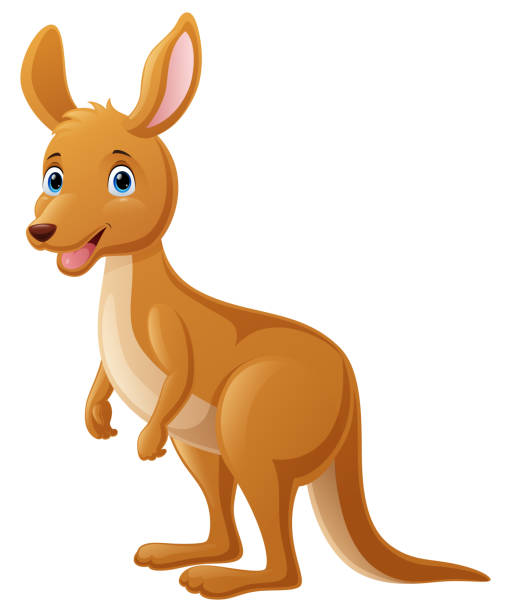 ilustraciones, imágenes clip art, dibujos animados e iconos de stock de linda caricatura de canguro sobre fondo blanco - kangaroo animal humor fun