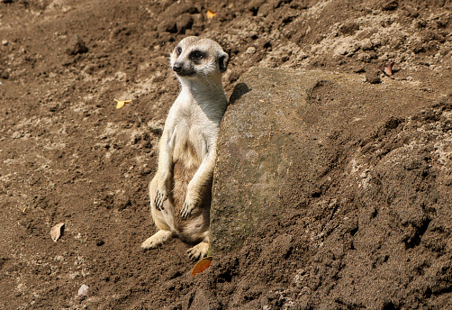 Meerkat or suricate comes out of the hole, meerkat is standing and looking around. Meerkat coming out of his hole in old wood
