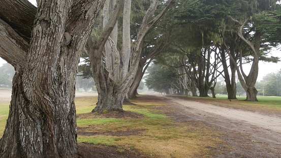 Misty mysterious forest. Row of trees in foggy rainy California, tunnel corridor