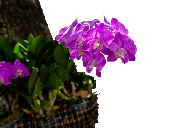 Die cut of Purple Orchid flower clinging to the tree on white isolated.