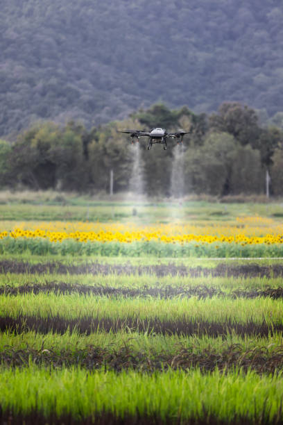 istock Drone spray pesticide on rice field 1449486699
