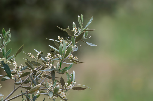 Olive trees in flower with new fruit coming