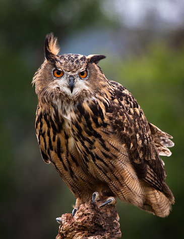 Captive Great Horned Owl on a perch