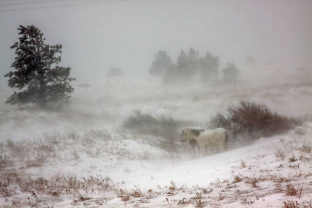 Two Horses in a South Dakota Blizzard