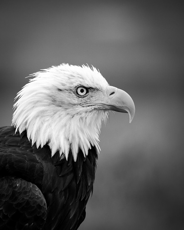 Bald Eagle Profile in Black and White