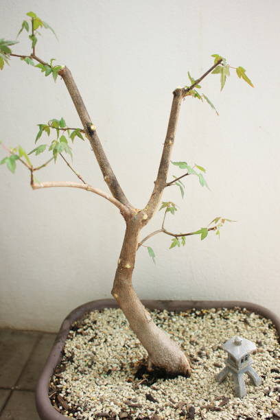 istock Photo of trident maple bonsai 1449490970