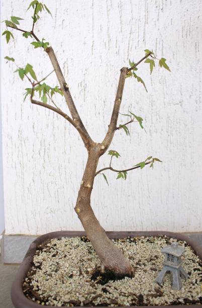 istock Photo of trident maple bonsai from the side view 1449492204