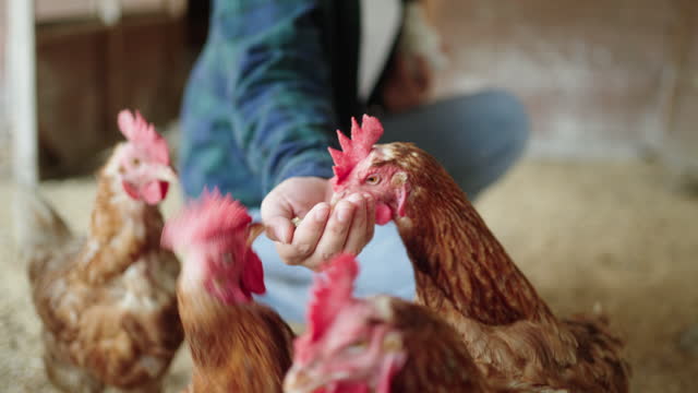 Close up of shot farmer women hand feeding chickens in the farm yard