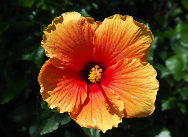 istock Orange hibiscus in the park 1449495247