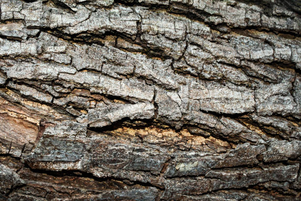 vecchia corteccia di un grande albero - tree broken branch dividing foto e immagini stock