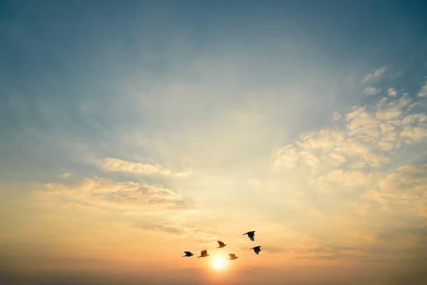 istock sunset, sunrise,  sunset sky with gentle colorful clouds 1449496304