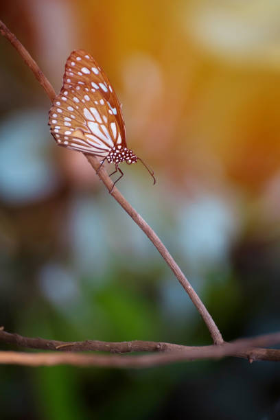 istock Beautiful butterfly on sunset light background 1449496310