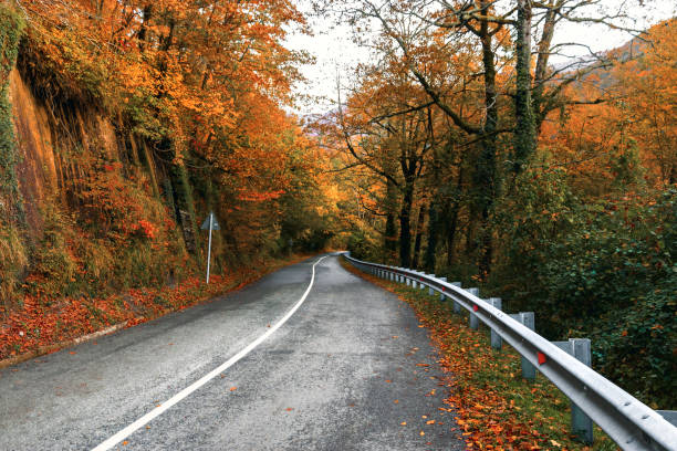 istock The road in the autumn forest. 1449500885