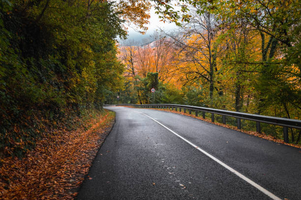 istock The road in the autumn forest. 1449501049