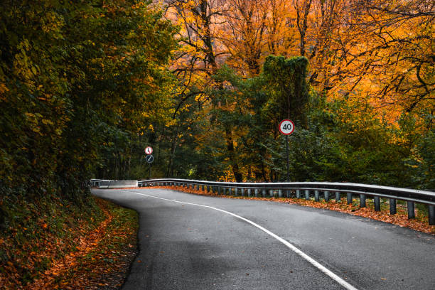 istock The road in the autumn forest. 1449501101