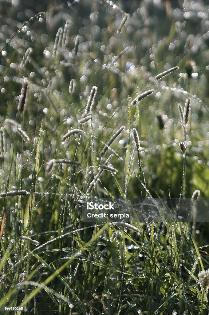 Dewy grass in the morning Dewy grass in the early morning. Sunrise Bright Stock Photo