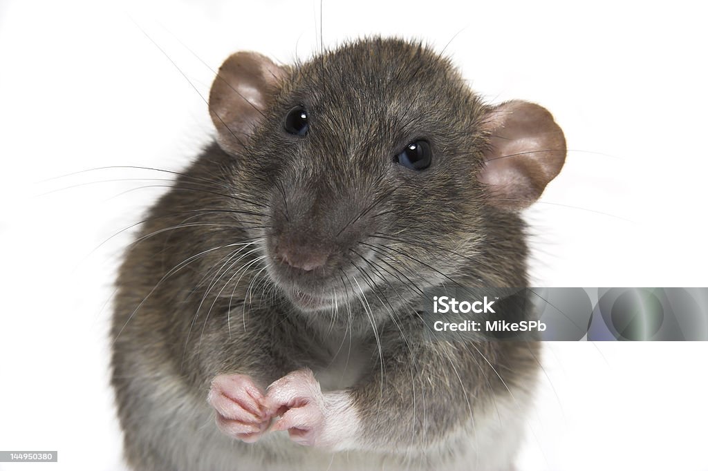 Rato - Royalty-free Animal Foto de stock