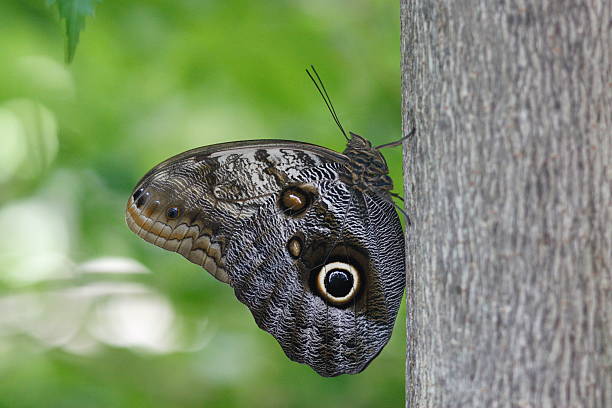 Satyrinae Butterfly stock photo