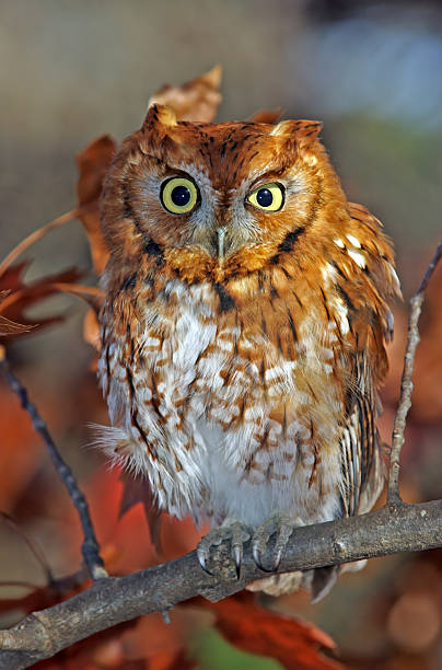 petit-duc maculé des indes le lookout - red owl screech owl animal photos et images de collection