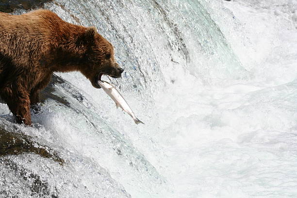 istock Fish flying into bear's mouth at Brooks Falls. 144950579